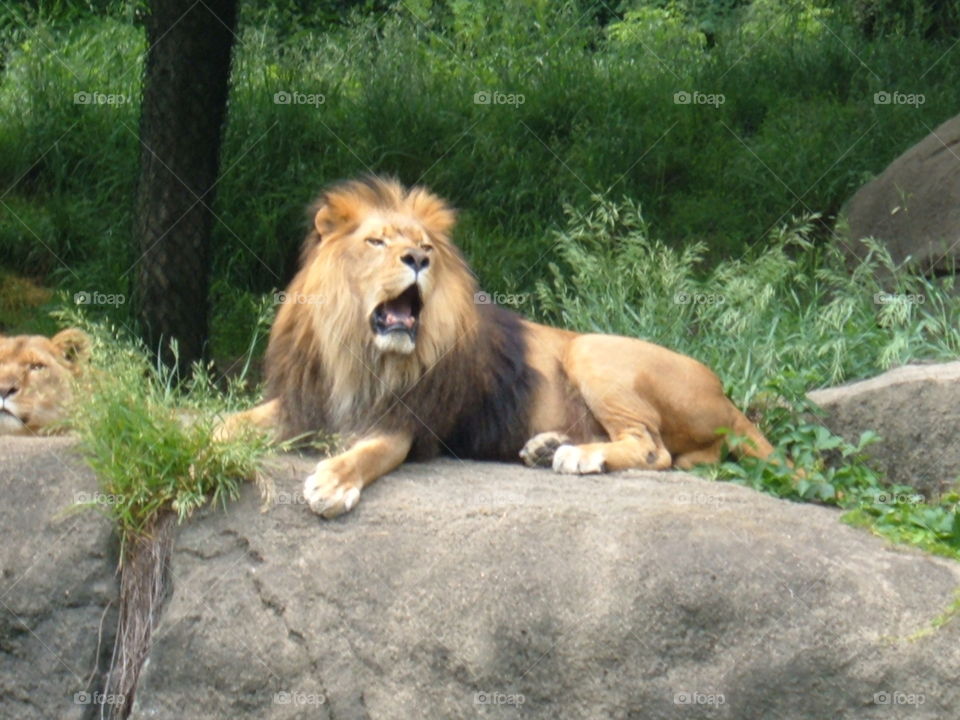 Roar like a lion