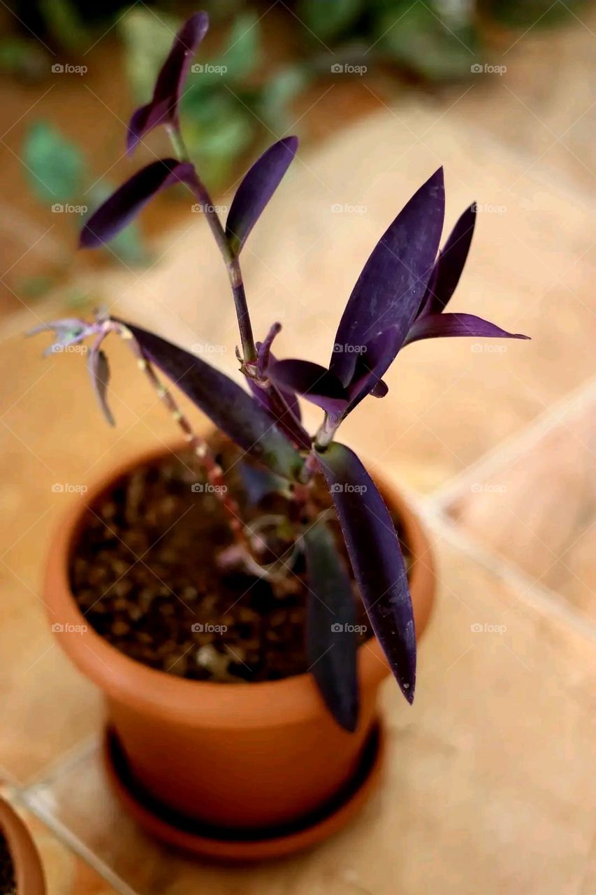 A very beautiful picture, and there is no better picture than it. There is no better picture of green herbs and colorful, red and white roses than it. Glory be to God, the natural and picturesque view, and there is no more