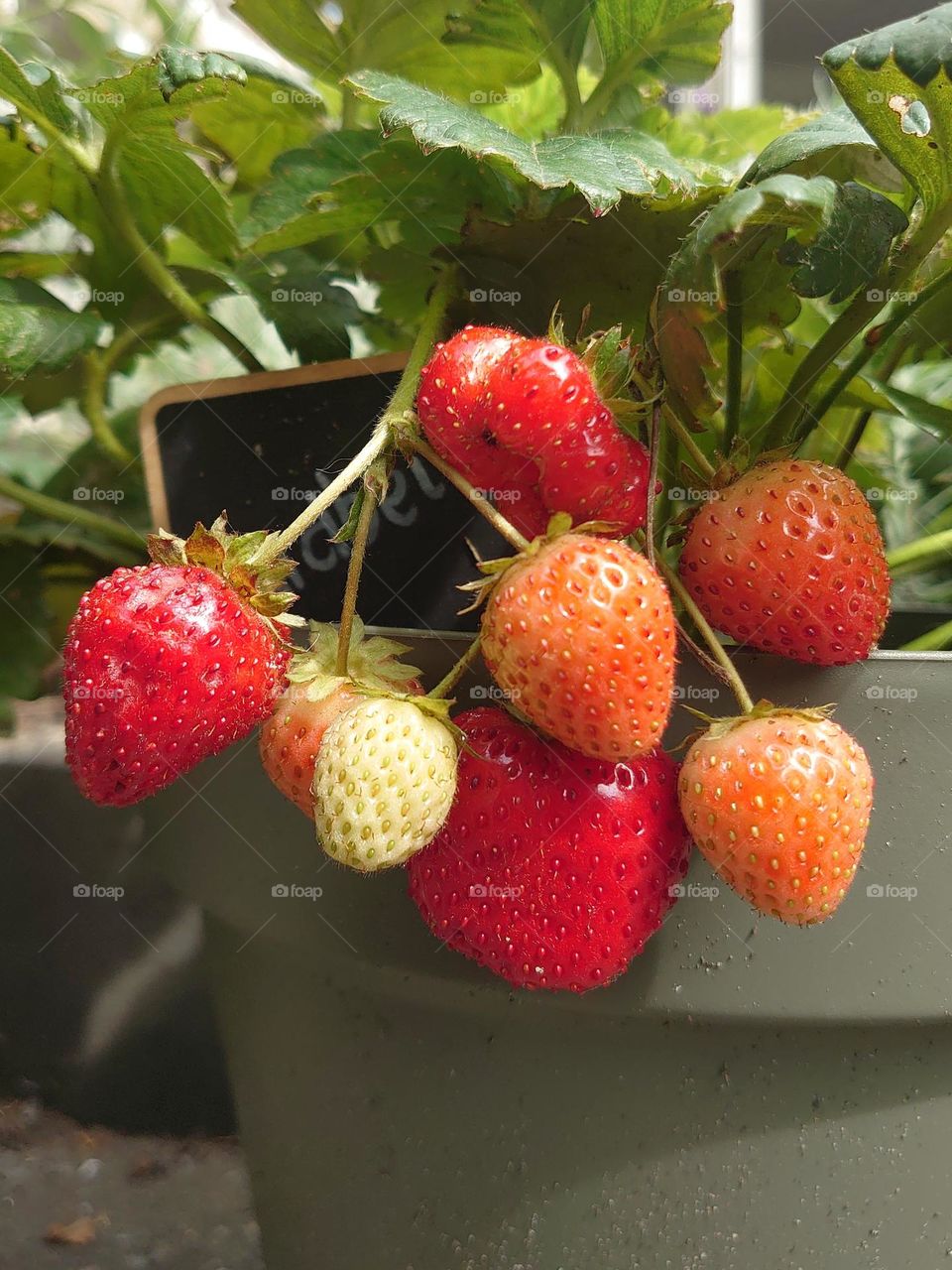 Strawberries in my backyard