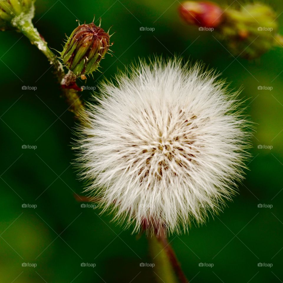 Dandelion 