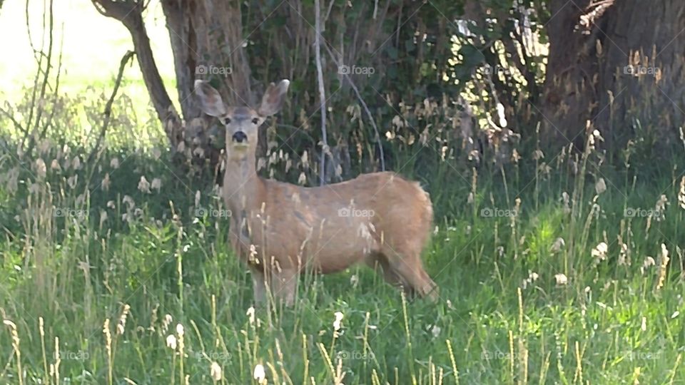 Deer standing in Tall grass