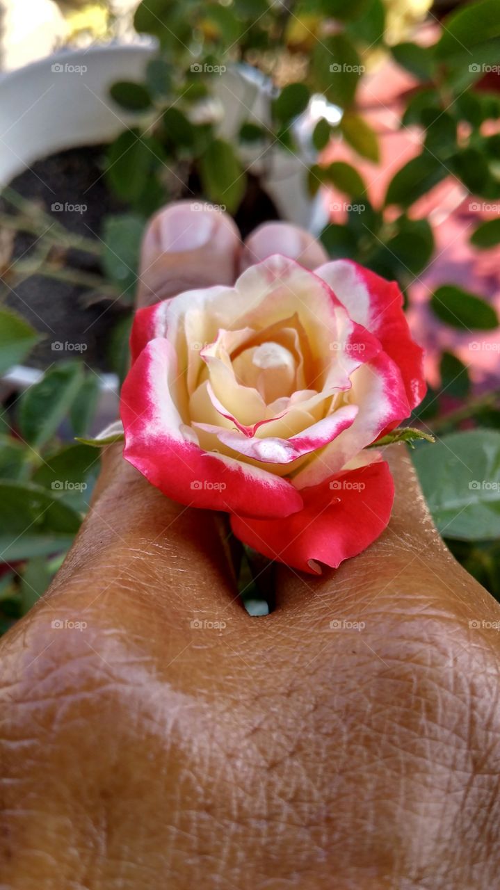 rose on my finger