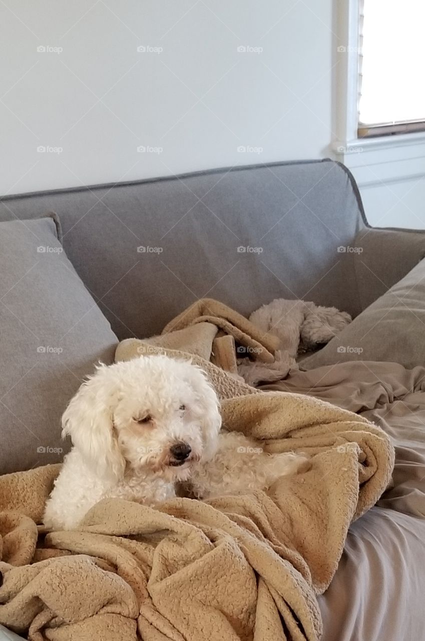 poodle on sofa