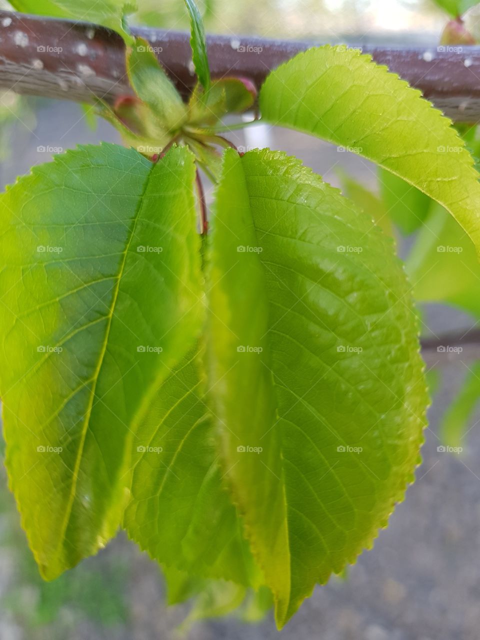 Fresh apple leaf