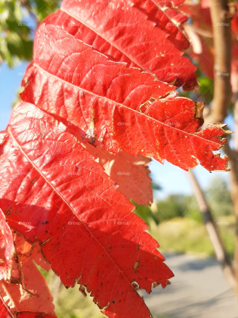 red leaf in sunray