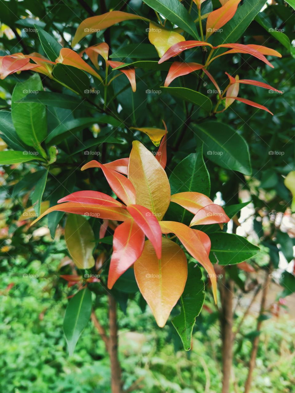 red shoots of the plant with the afternoon sun in a very well-groomed and very beautiful condition