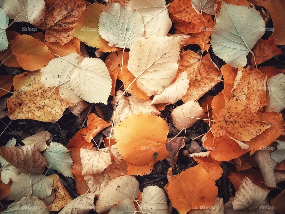 End of fall