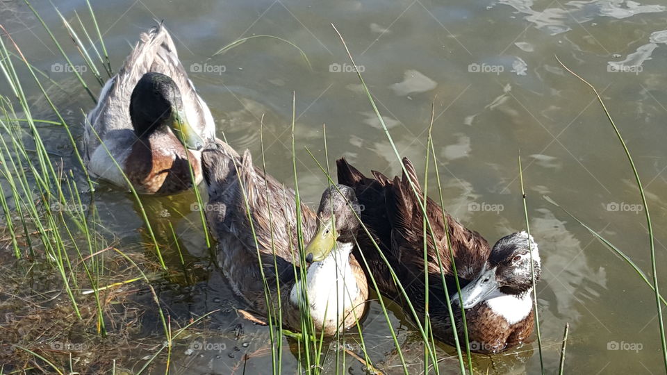 Ducks In A Lake