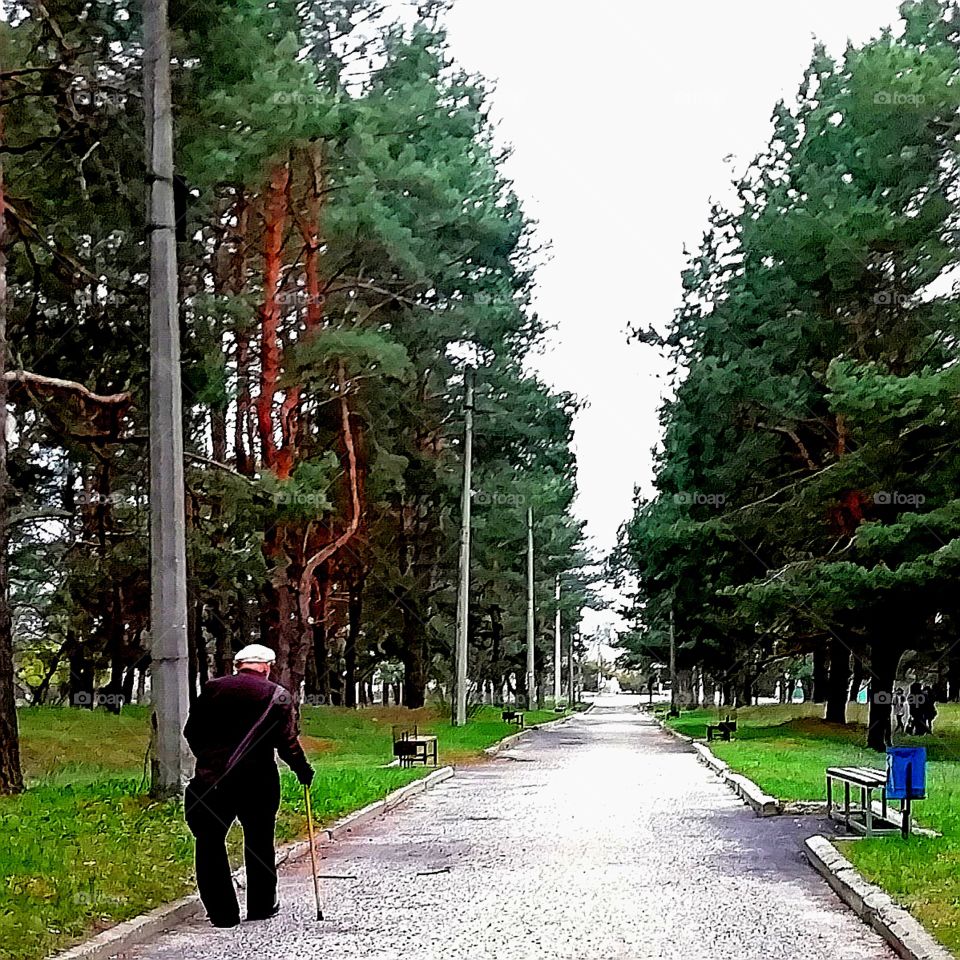 Старичек с палочкой на прогулке в лесу. Дедушка каждый день совершает эту прогулку. Вчера я видела его, когда он только заходил в лес. Здоровья тебе до 100 лет.