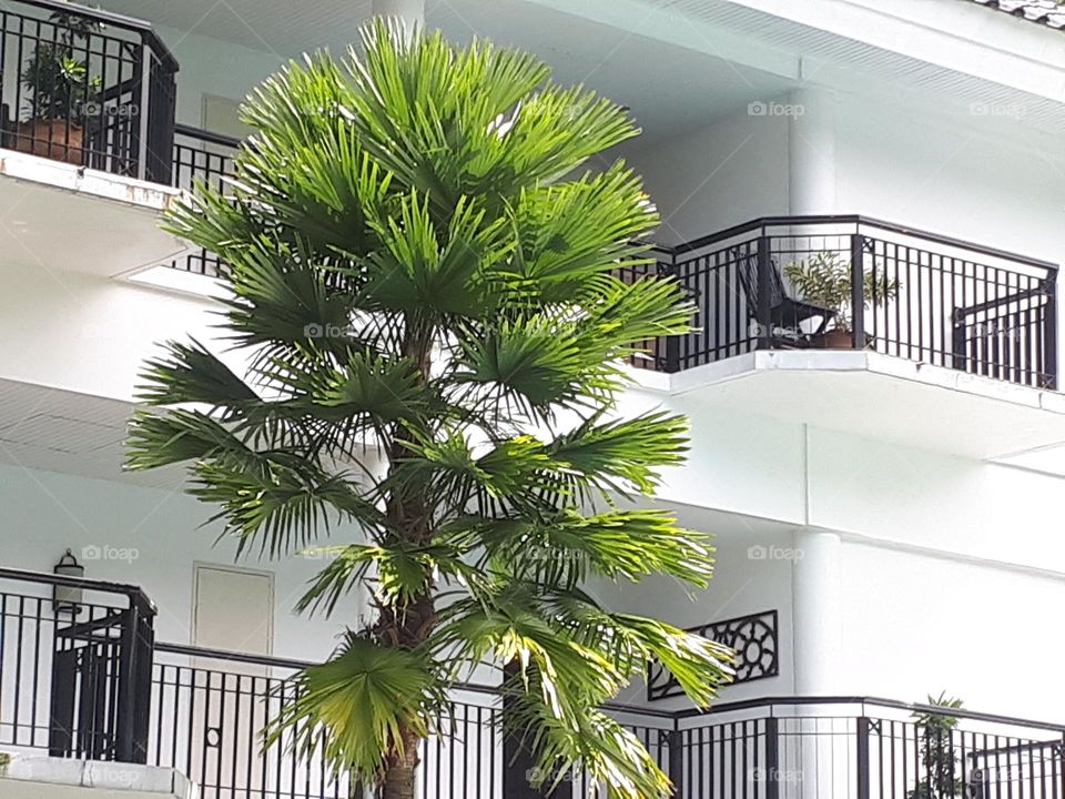 spruce grows in summer