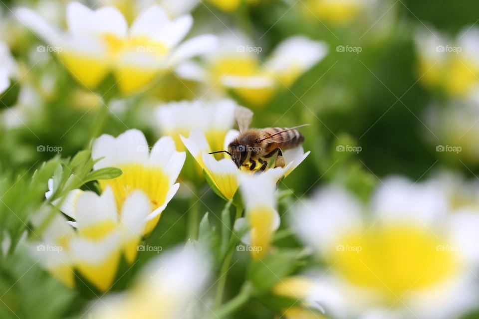 Bee pollinating a flower