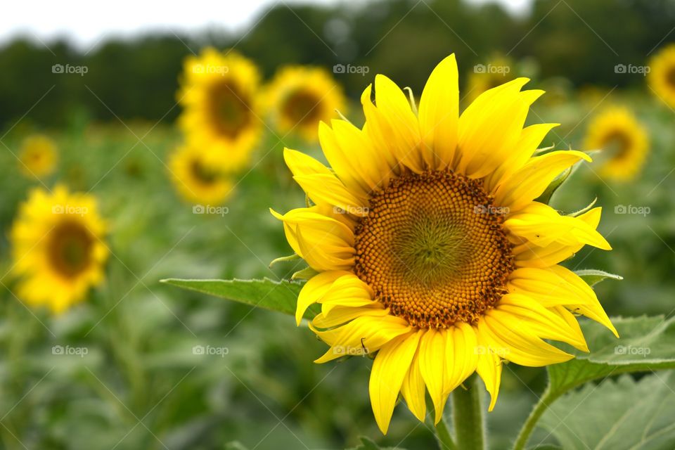 sunflower Yellow Springs Ohio field fall