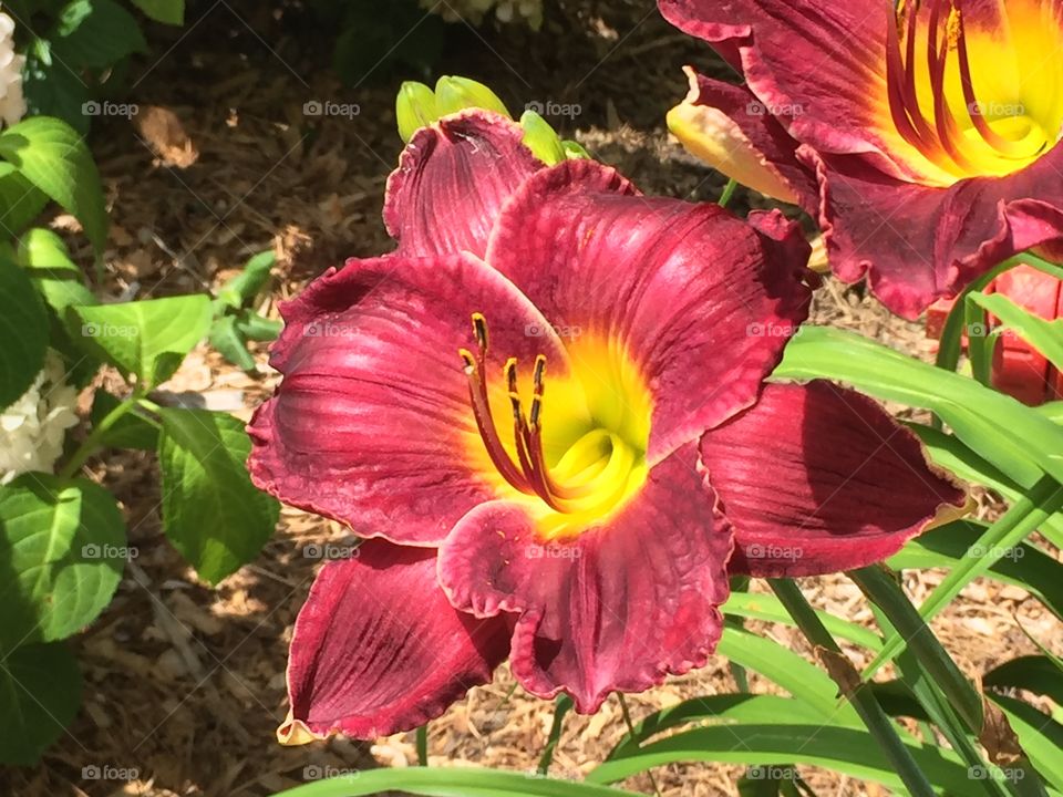 Nature flower up close