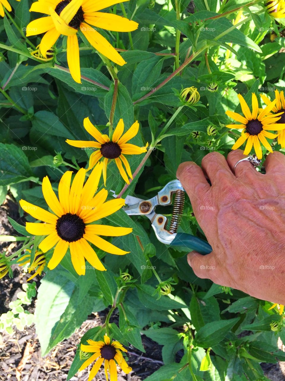 Woman cutting black-eyed Susan