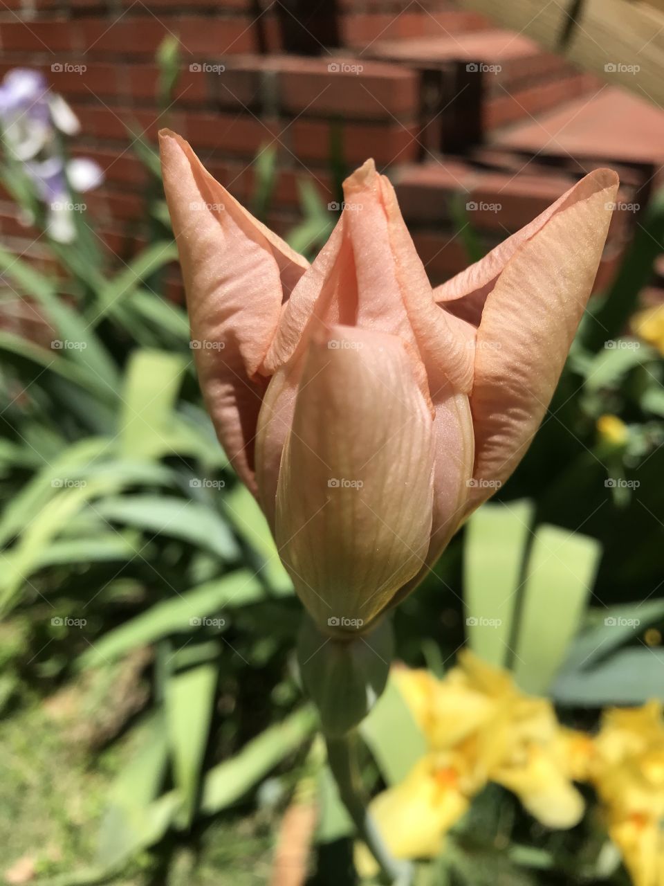 A peachy pink iris just beginning to fully open up it’s petals.