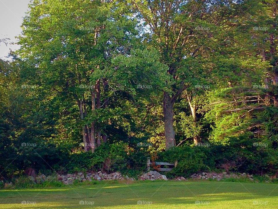 Stone wall in the woods. I loved the combination of sunshine and shadow in this field