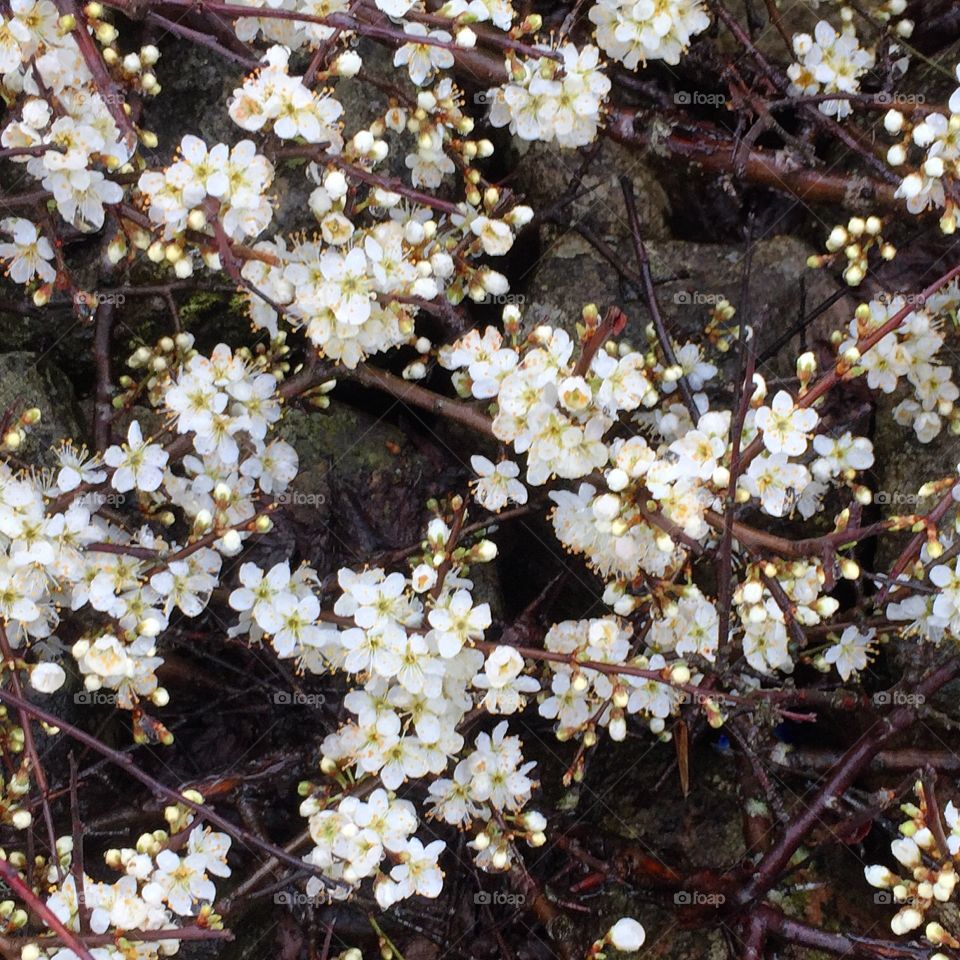 Sloe bloom