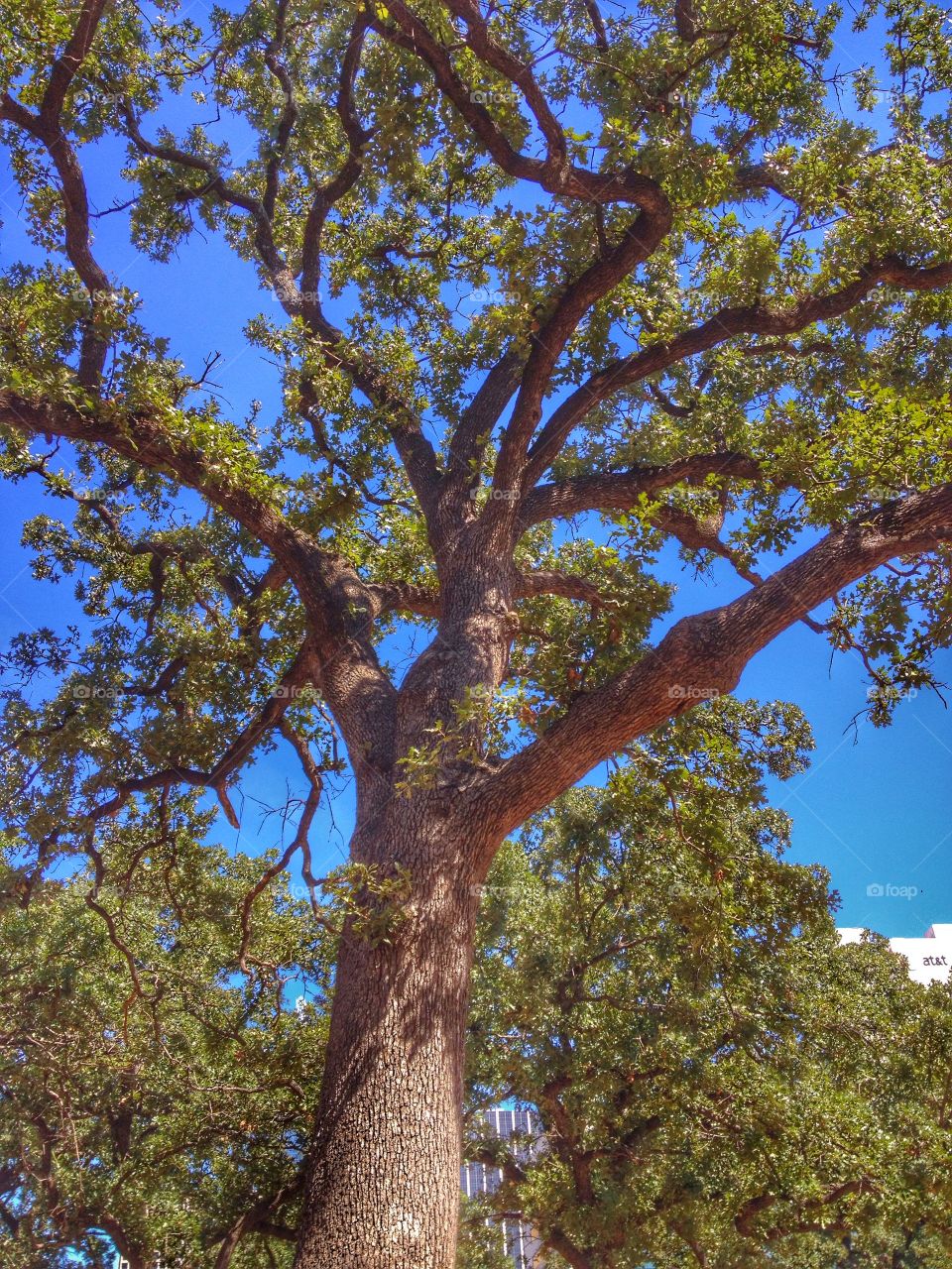 Old tree in cemetery 