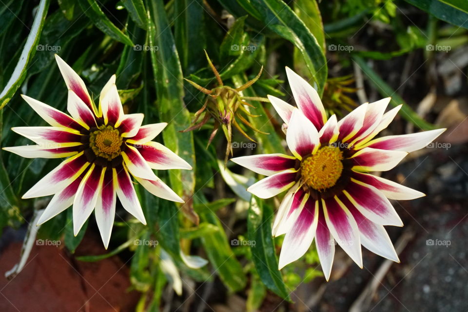 Gazania Rigen L. Gaerth 
Treasure Flower