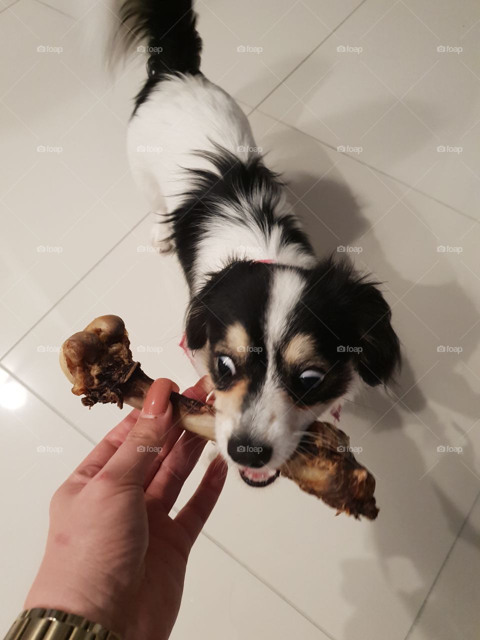 Dog wants her bone