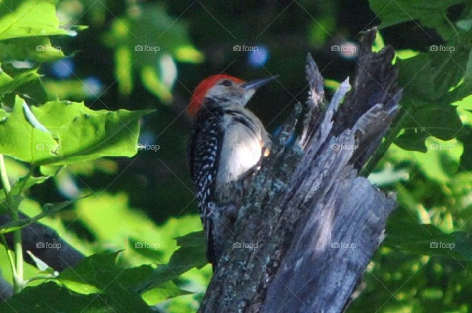Woodpecker 