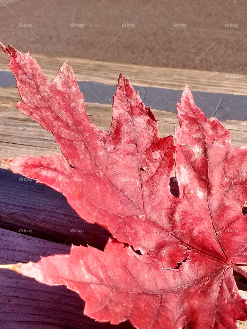 red leaf on wood