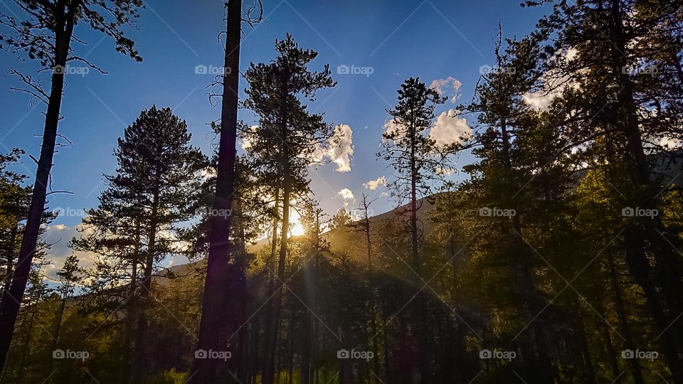 Light rays shining through the forest of pine.