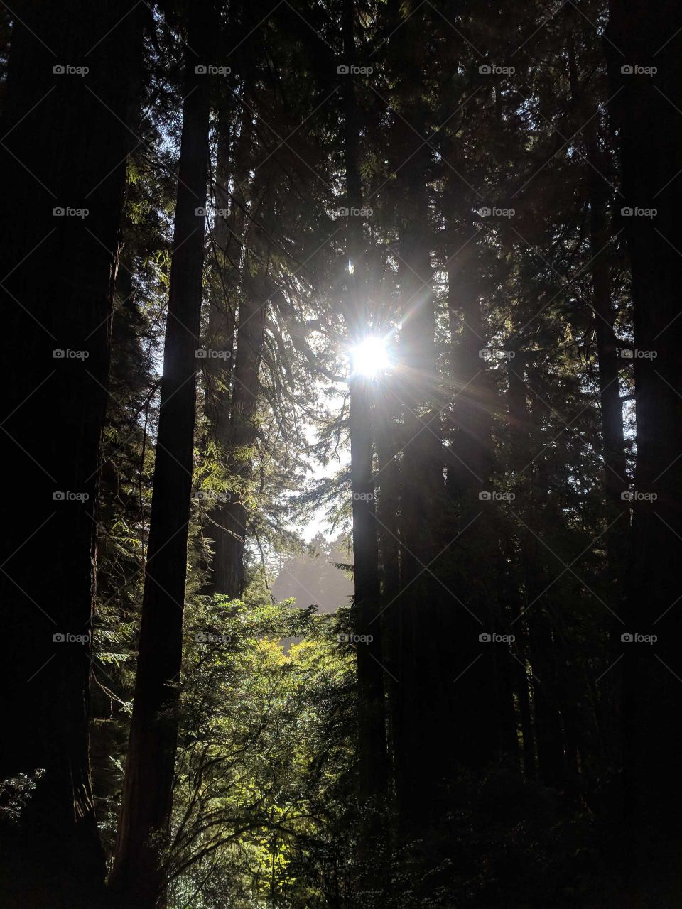 Sun Setting (Sun Rising) Through the Redwood Trees and Forest of the Lady Bird Johnson Redwood Grove in California