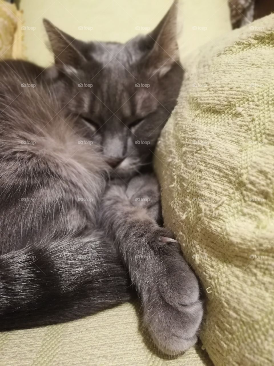 Gray domestic cat sleeping on the sofa