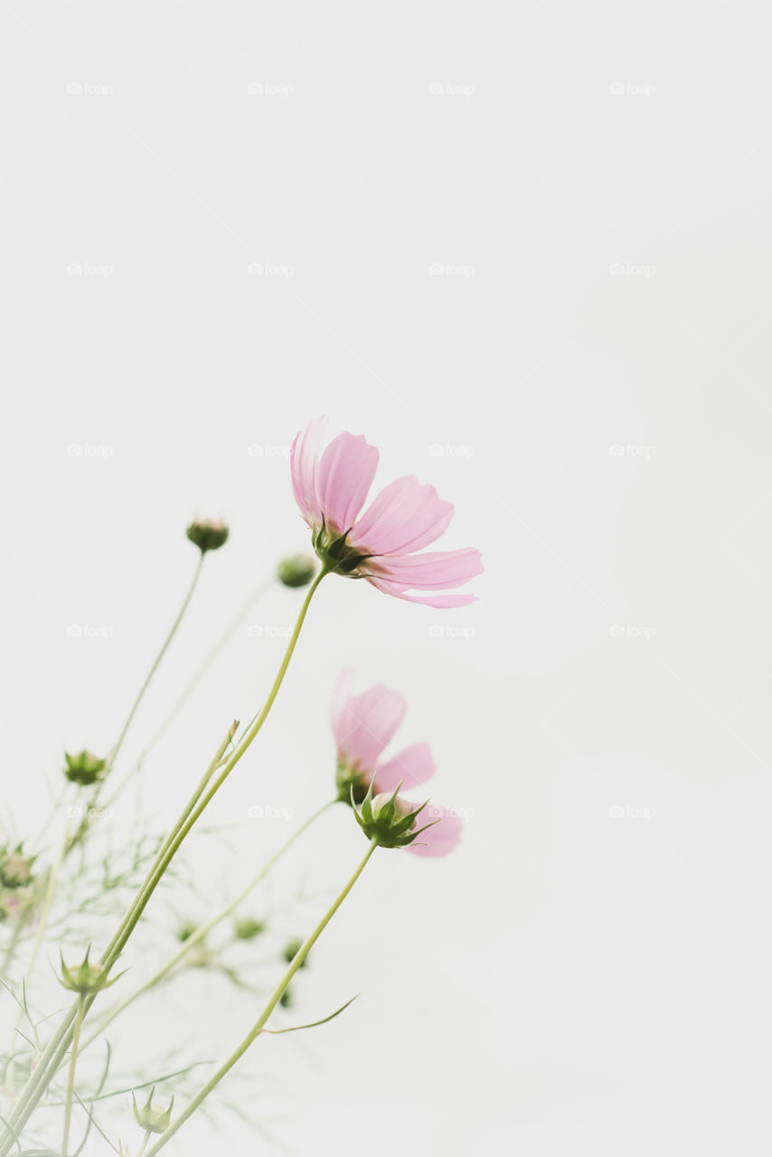 A flower called cosmea. Soft pink color. Neutral pastel shades. A poster with light muted colors. An isolated image of the shadows on a light background.