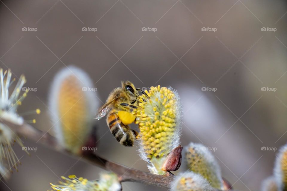 Bee