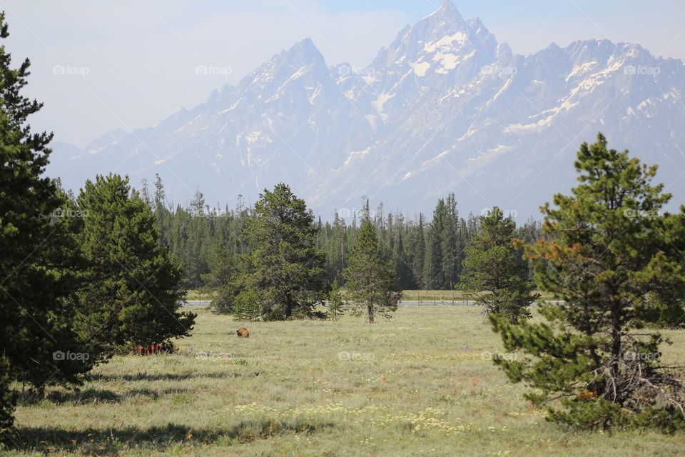 mountains Mountain Views forest trees woods field prairie wildflowers bear wildlife Wyoming View scenic