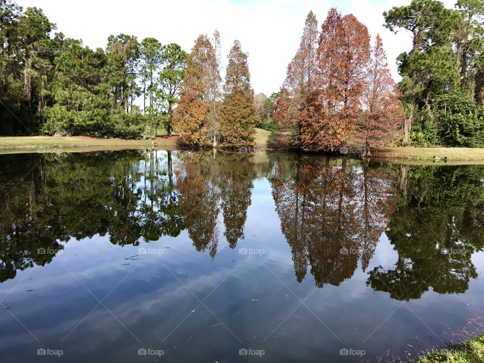 Tree reflection 