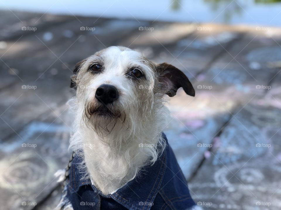 Charming dog with clothes 