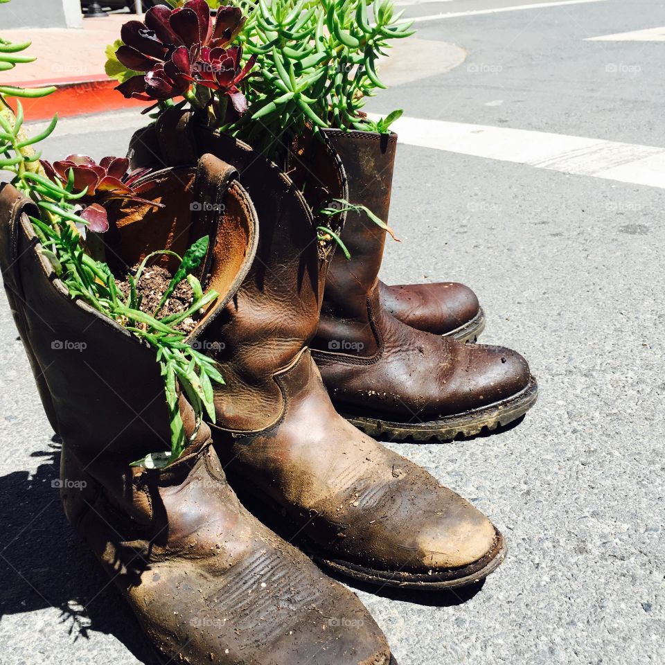 Succulents in boots 