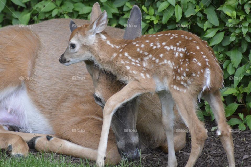 Doe and Fawn