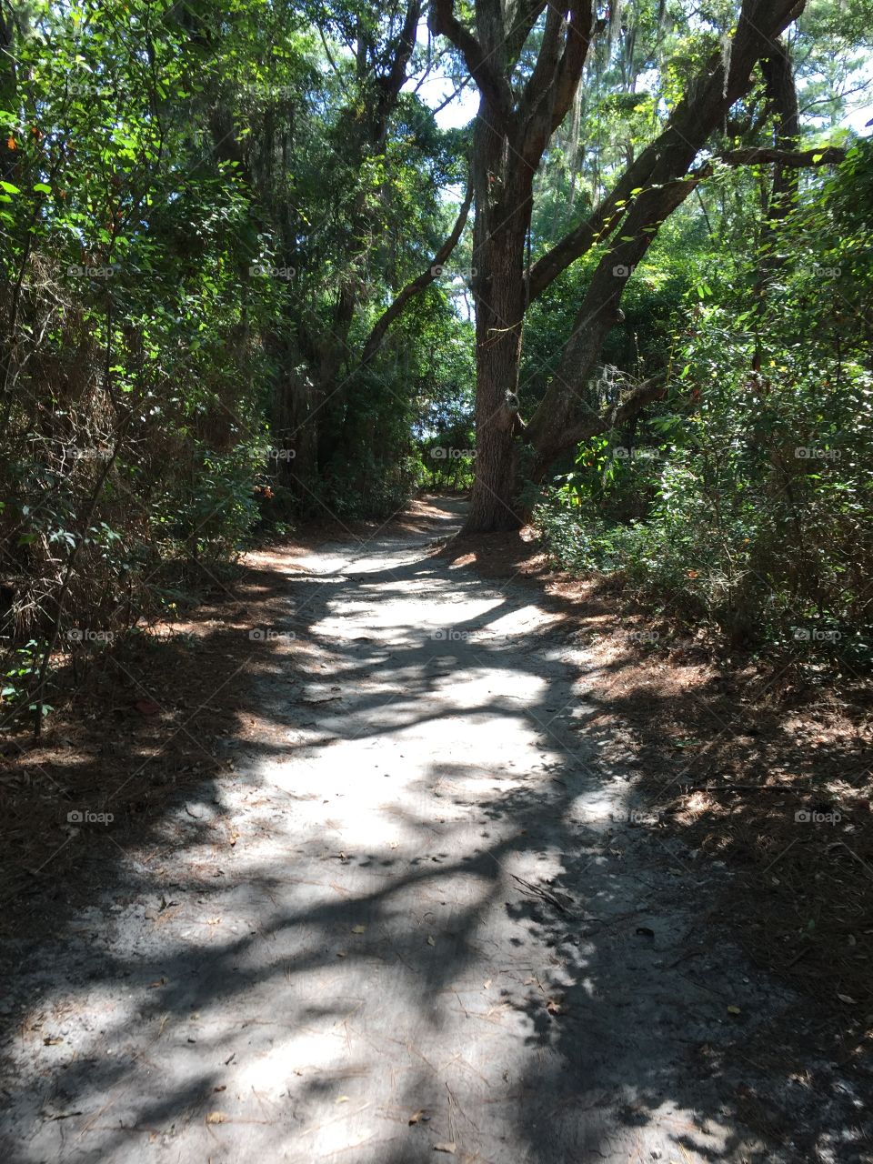 Trail in the forest