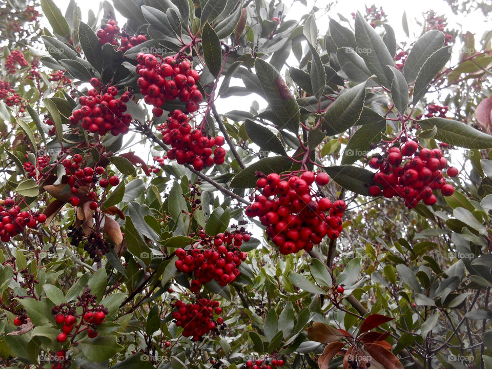 Red berries 