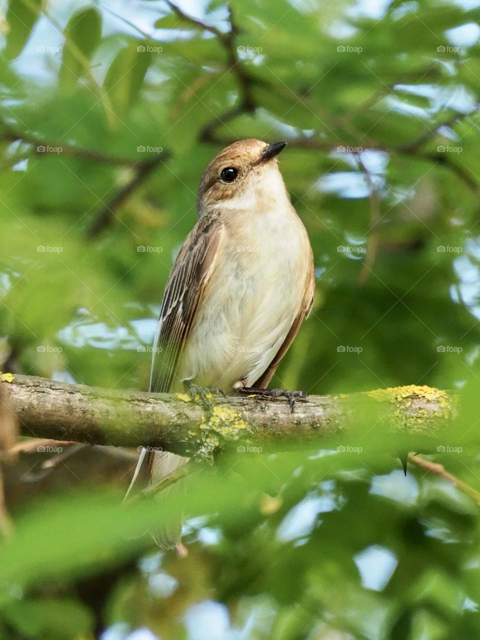 Flycatcher in the acacia tree