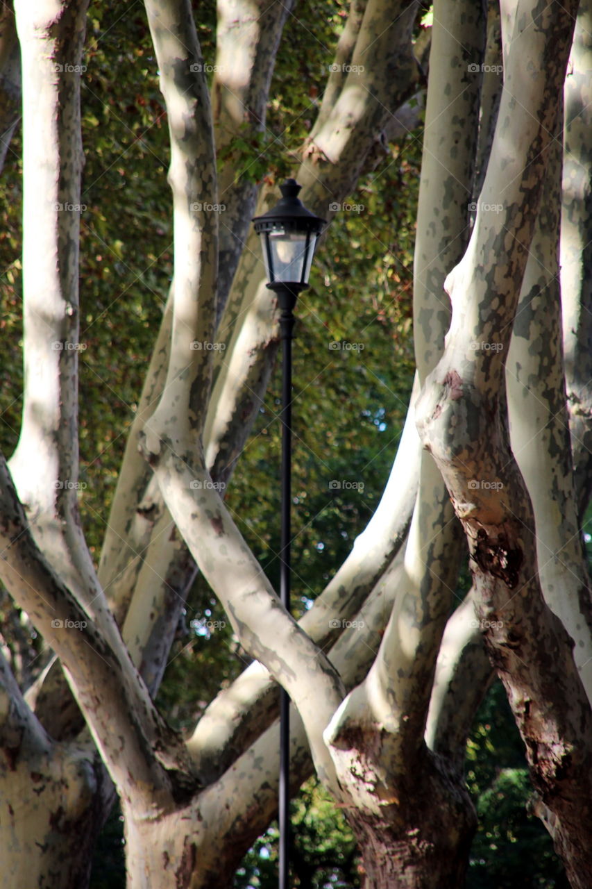 light among trees