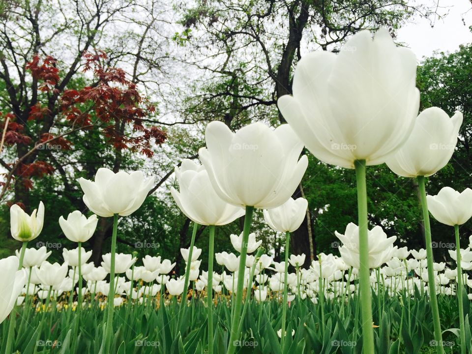 Pretty white tulips