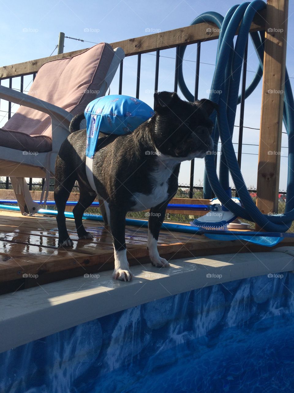 pug , waiting for a swim, floaters, summer, pool, happy, dog