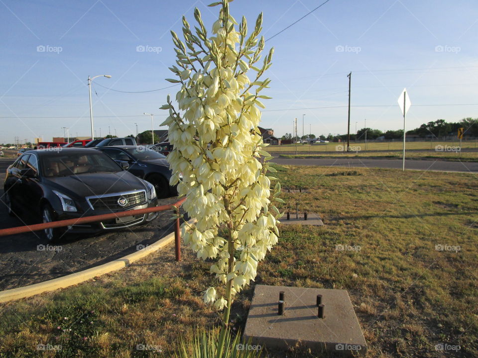 Yellow rose like substance of Texas 
