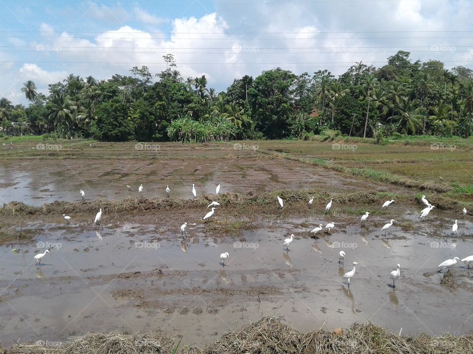 paddy field with cranes