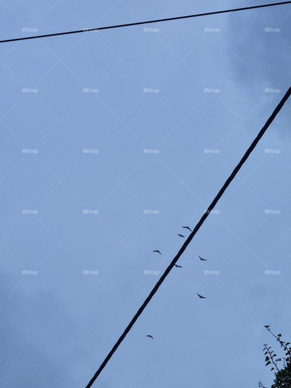 The birds fly to shelter from the rain that was beginning to fall