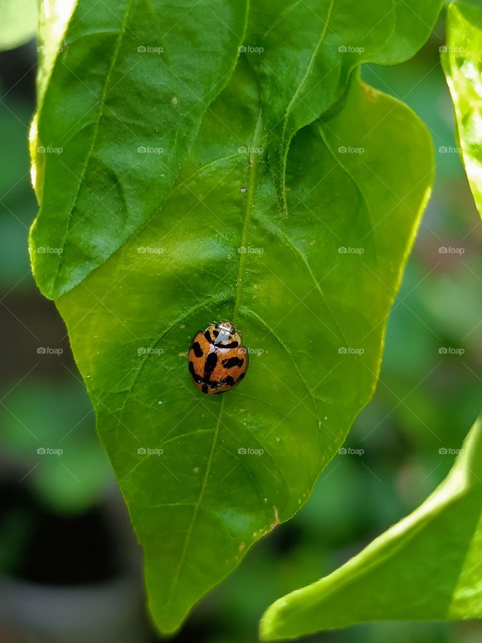 Six-spotted zigzag ladybird on leaves.Close view of a red little beetle (six-spotted zigzag ladybird)on  the green leaf.A red little ladybird in the wild.