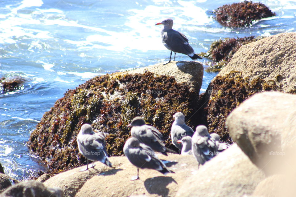 Seagull at lovers point