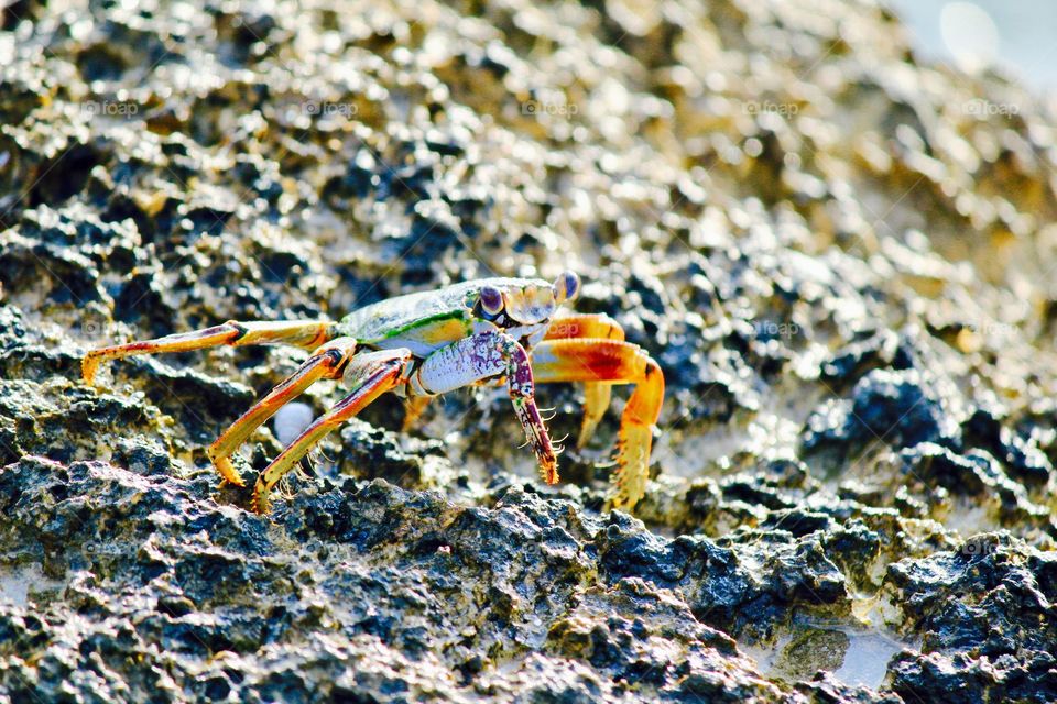 Crab on crawling on rock