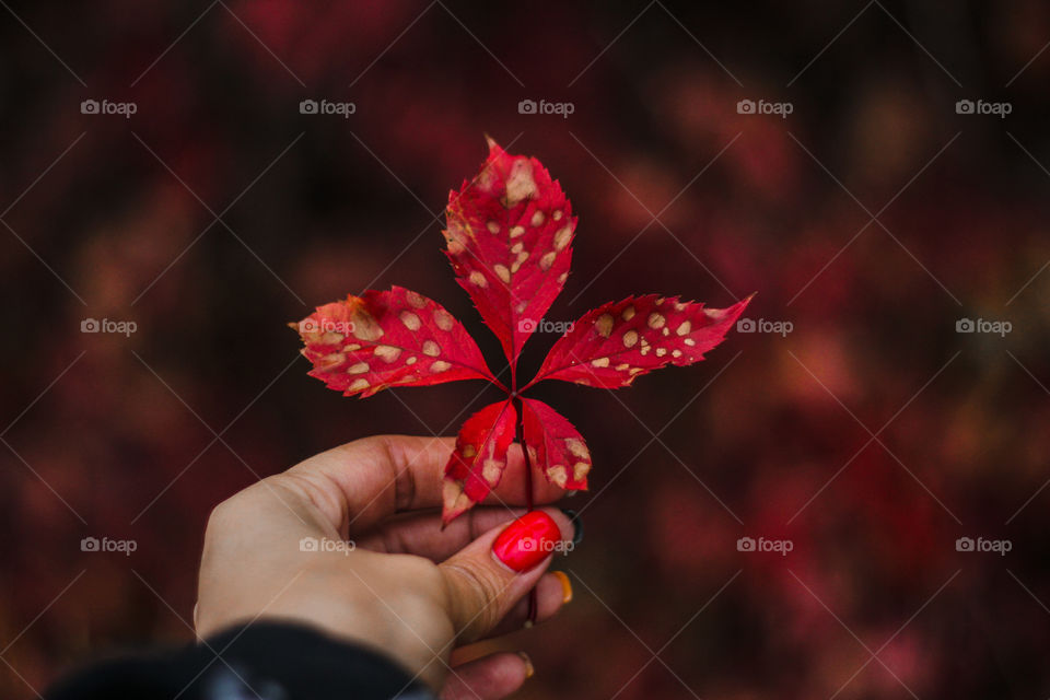 red autumn leaf in hand