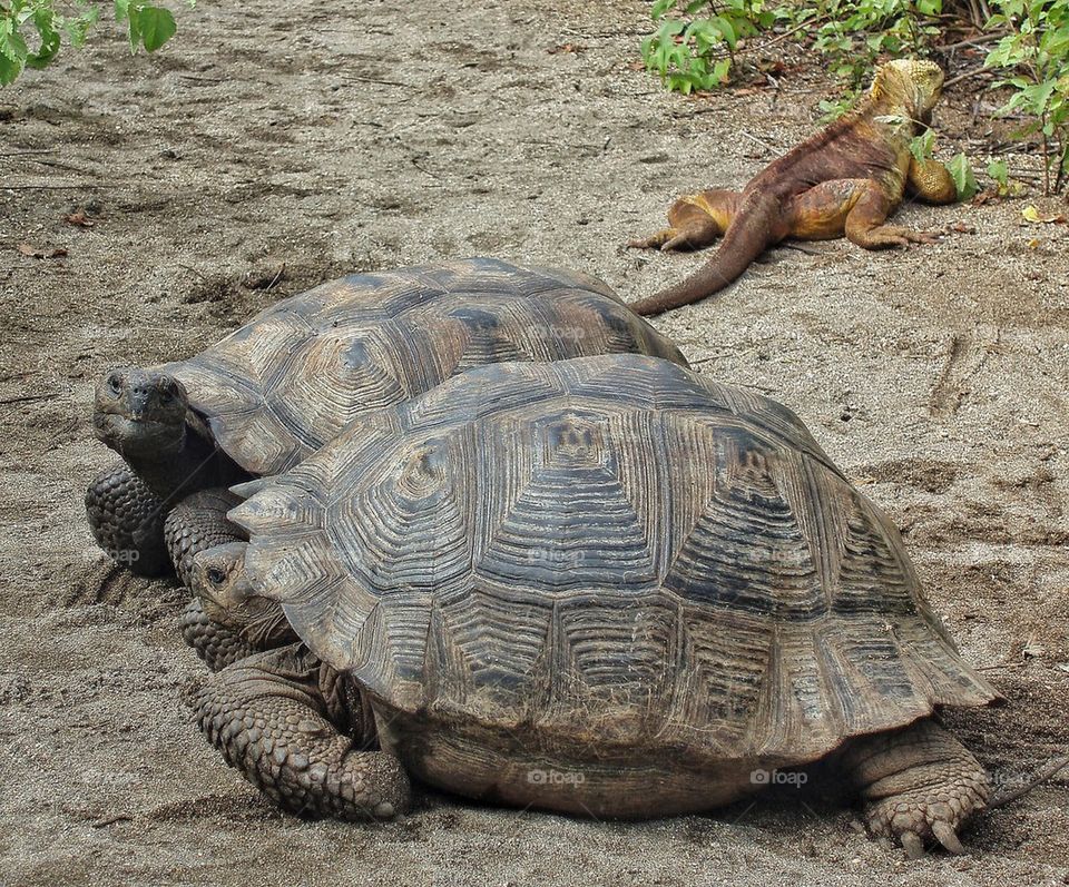 Close-up of turtles on beach